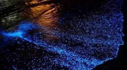 深圳现荧光海奇景：赤潮发蓝光美如星空 海水污染大批小鱼缺氧死亡